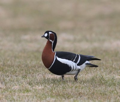 Roodhalsgans - Red-breasted Goose
