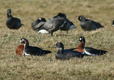 Roodhalsganzen - Red-breasted Geese