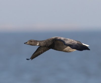 Rotgans - Dark-bellied Brent Goose