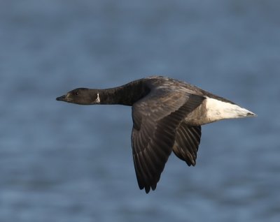 Rotgans - Dark-bellied Brent Goose