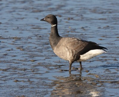 Rotgans - Dark-bellied Brent Goose