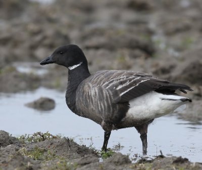 Rotgans - Dark-bellied Brent Goose
