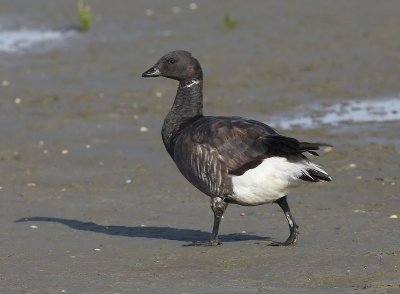Rotgans - Dark-bellied Brent Goose