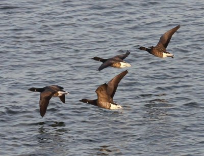 Rotganzen - Dark-bellied Brent Geese