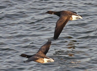 Rotganzen - Dark-bellied Brent Geese