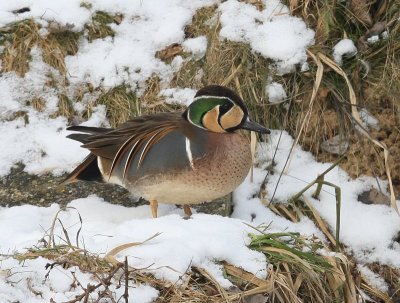 Siberische Taling - Baikal Teal