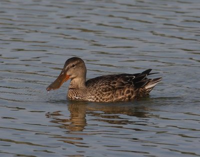 Slobeend - Northern Shoveler