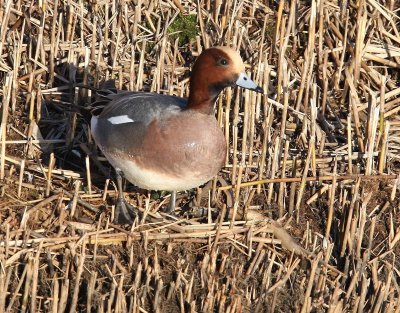 Smient - Eurasian Wigeon