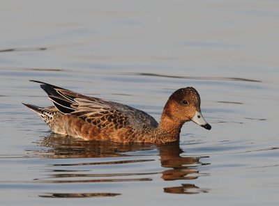 Smient - Eurasian Wigeon