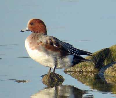 Smient - Eurasian Wigeon