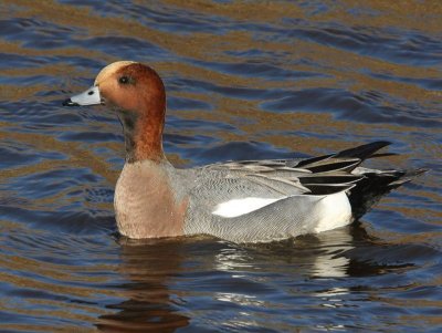 Smient - Eurasian Wigeon