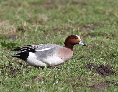 Smient - Eurasian Wigeon
