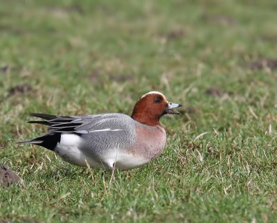 Smient - Eurasian Wigeon