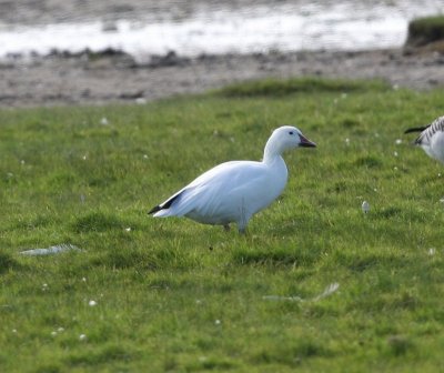 Sneeuwgans - Snow Goose