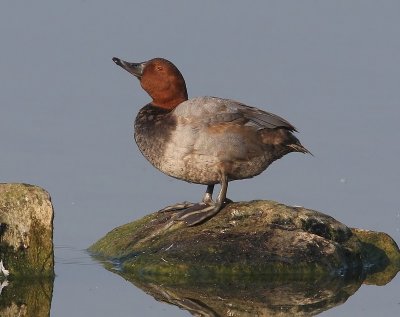 Tafeleend - Common Pochard