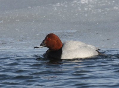 Tafeleend - Common Pochard