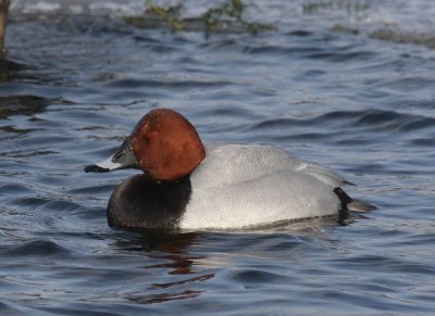 Tafeleend - Common Pochard