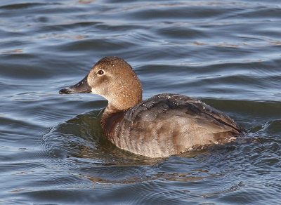 Tafeleend - Common Pochard