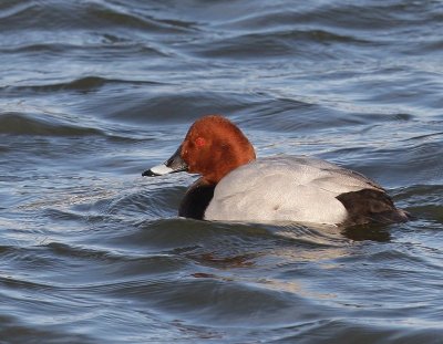 Tafeleend - Common Pochard