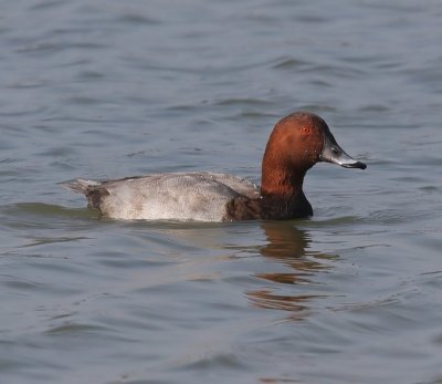 Tafeleend - Common Pochard