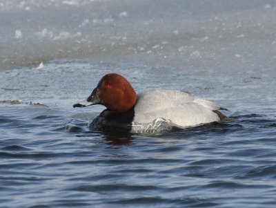 Tafeleend - Common Pochard