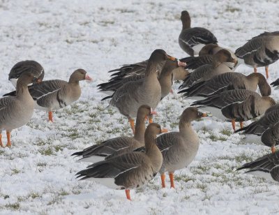 Taigarietgans - Taiga Bean Goose