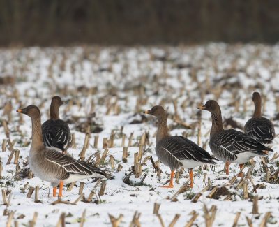 Toendrarietgans - Tundra Bean Goose