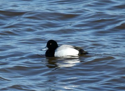 Topper - Greater Scaup
