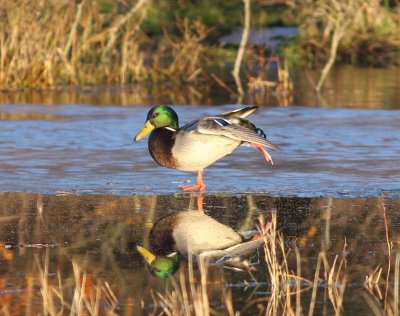 Wilde Eend - Mallard