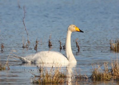 Wilde Zwaan - Whooper Swan