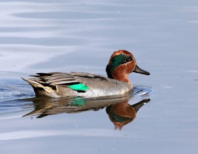 Wintertaling - Common Teal