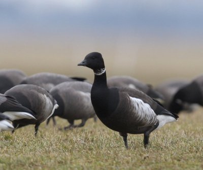 Zwarte Rotgans - Black Brant