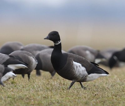 Zwarte Rotgans - Black Brant