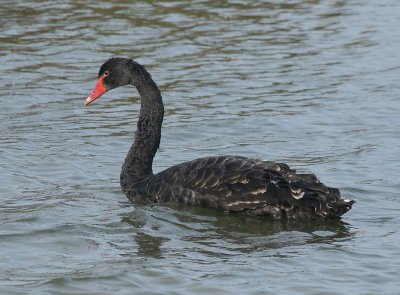 Zwarte Zwaan - Black Swan