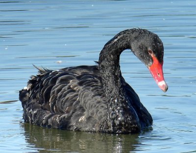 Zwarte Zwaan - Black Swan