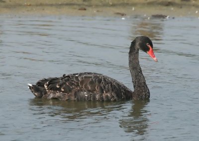 Zwarte Zwaan - Black Swan