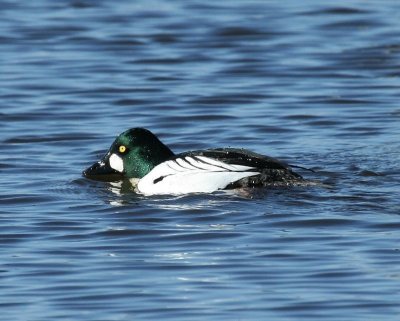 Brilduiker - Common Goldeneye