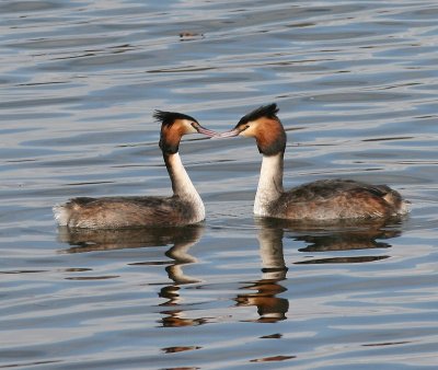 Futen - Great Crested Grebes