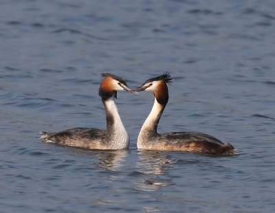 Futen - Great Crested Grebes