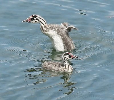 Futen - Great Crested Grebes