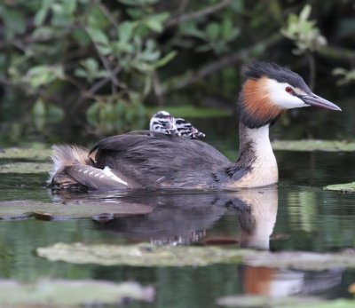 Fuut - Great Crested Grebe