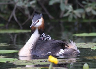 Fuut - Great Crested Grebe
