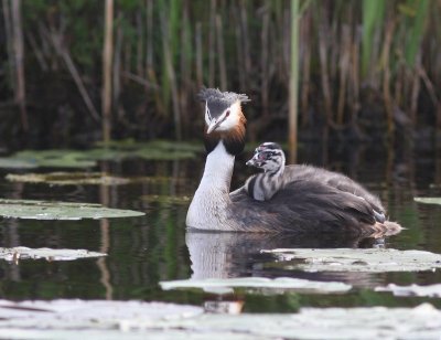 Fuut - Great Crested Grebe