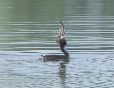 Fuut - Great Crested Grebe