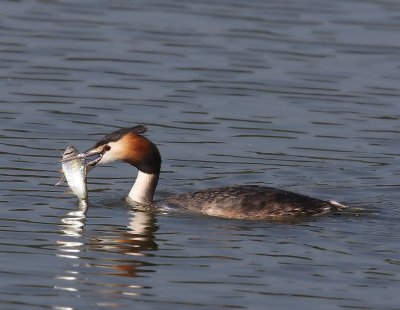 Fuut - Great Crested Grebe
