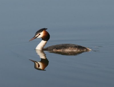 Fuut - Great Crested Grebe