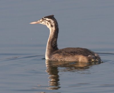 Fuut - Great Crested Grebe