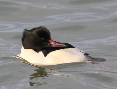 Grote Zaagbek - Common Merganser