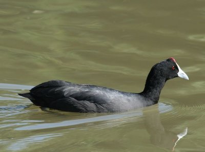 Knobbelmeerkoet - Red-knobbed Coot