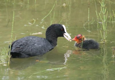 Meerkoeten - Eurasian Coots
